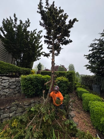 Images Alexa's Tree Service