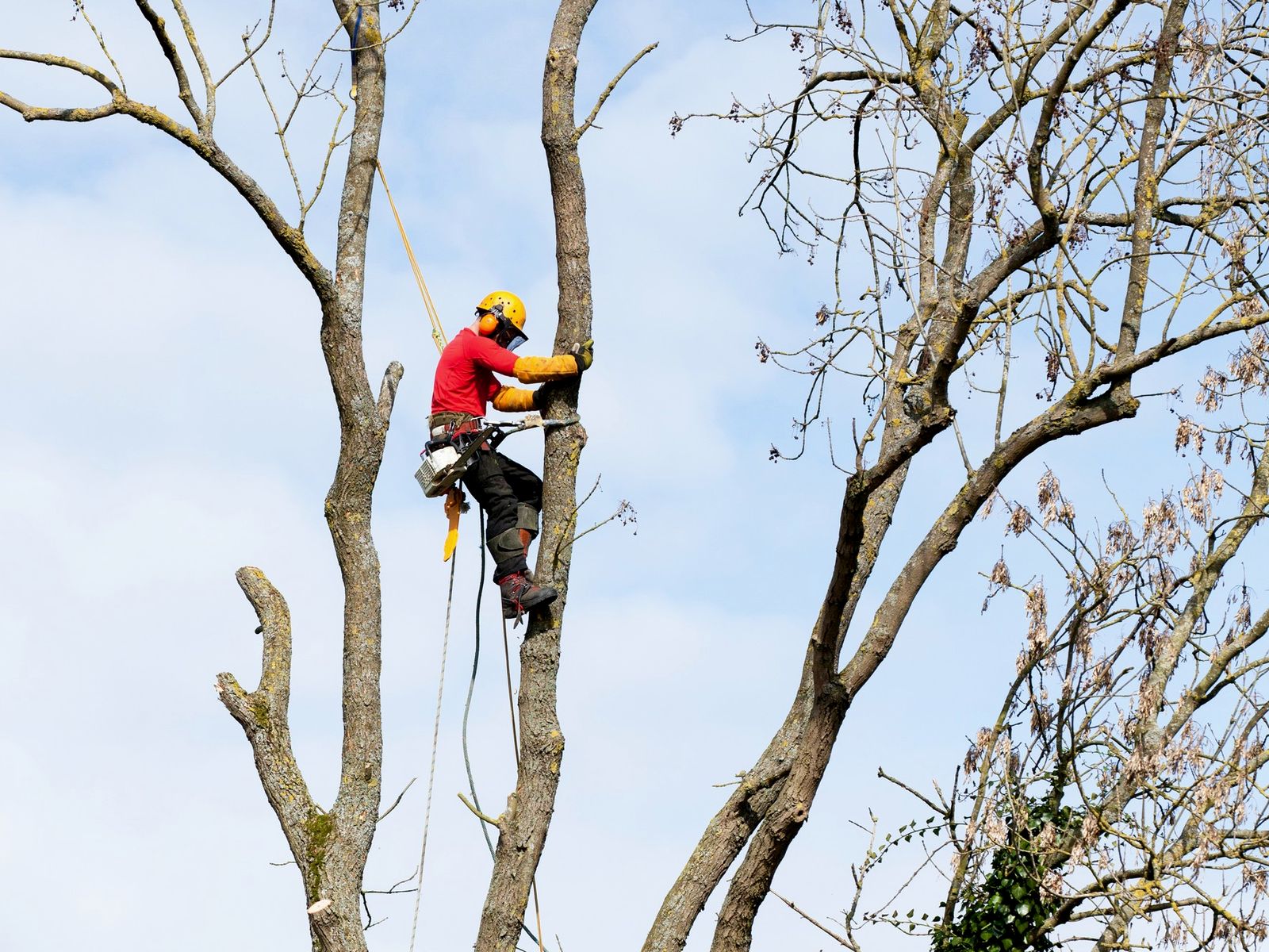 Anderson's Tree Service Inc.
