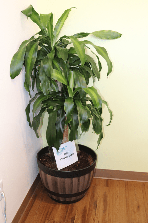 Our Plant "Bill"
