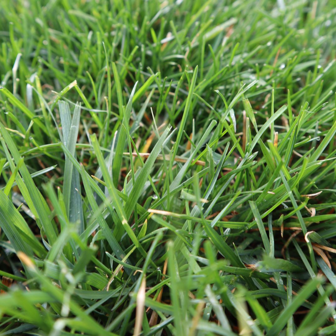 Blue Duck Lawn Care Image