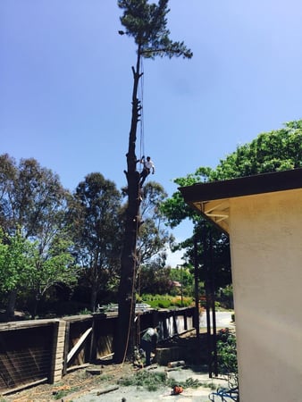 Images Am/Pm Tree Service, Inc.