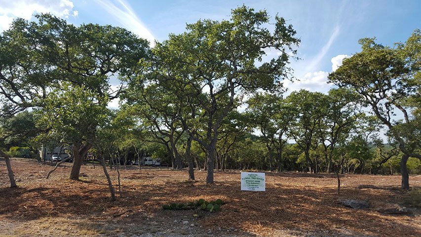 SA Total Tree Service Photo