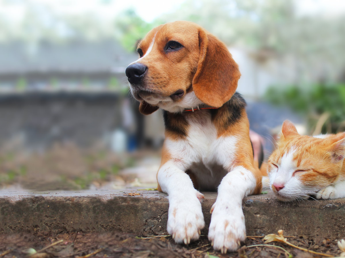 Pet Insurance