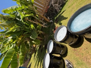 Images Aloha Tree Savers