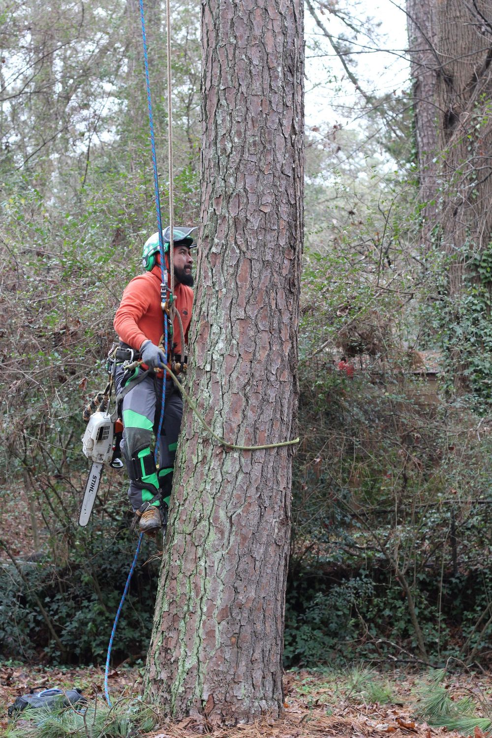 A tree service professional demonstrates expert climbing techniques, using specialized ropes and safety equipment to ascend a large pine tree. He is fully equipped with a helmet and chainsaw.