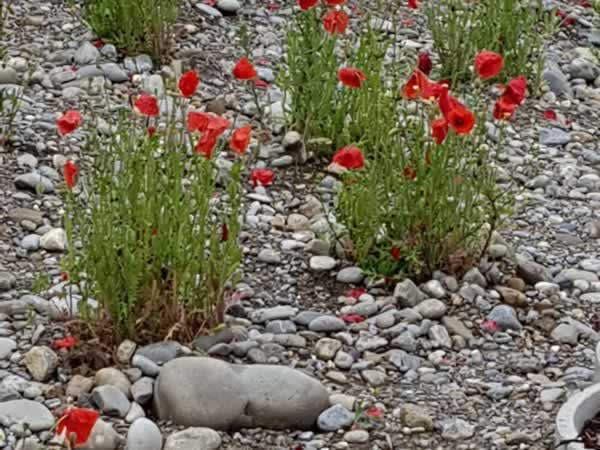 Bilder BRÜHWILER-GARTENBAU, BAUMPFLEGE
