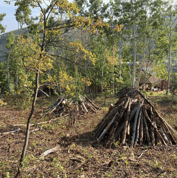 Images Alpine Forestry