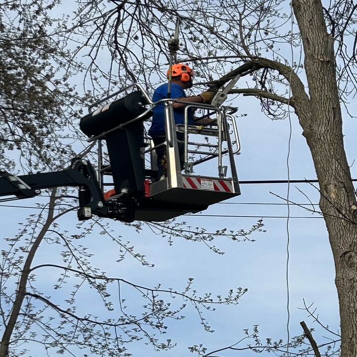 Images Stangel’s Tree Service