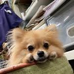 Images たまとポチ 宇津木店