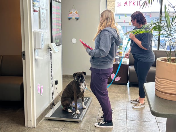 Images VCA All Pet Animal Hospital/Taylorsville