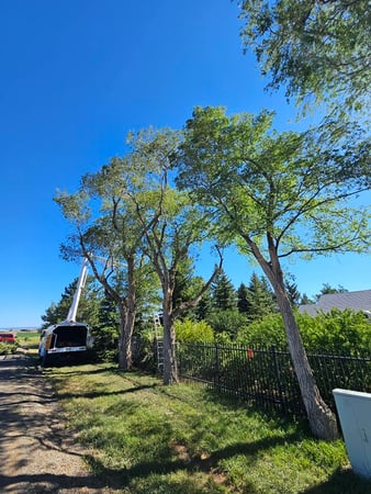 Images H & S Tree Care