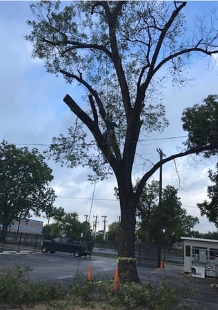 Images Out On A Limb Tree Care