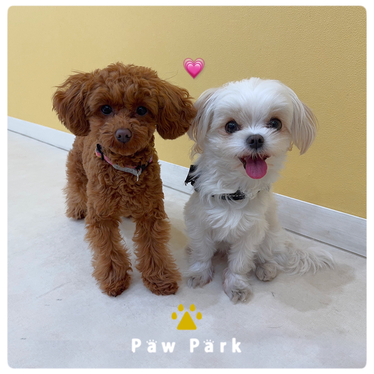 Images PawPark 犬のようちえん 高槻店