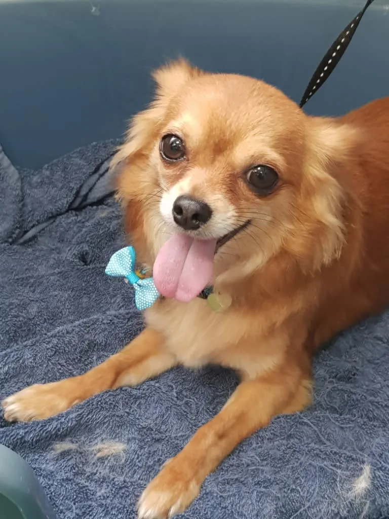 Images Karens Canine Cuts