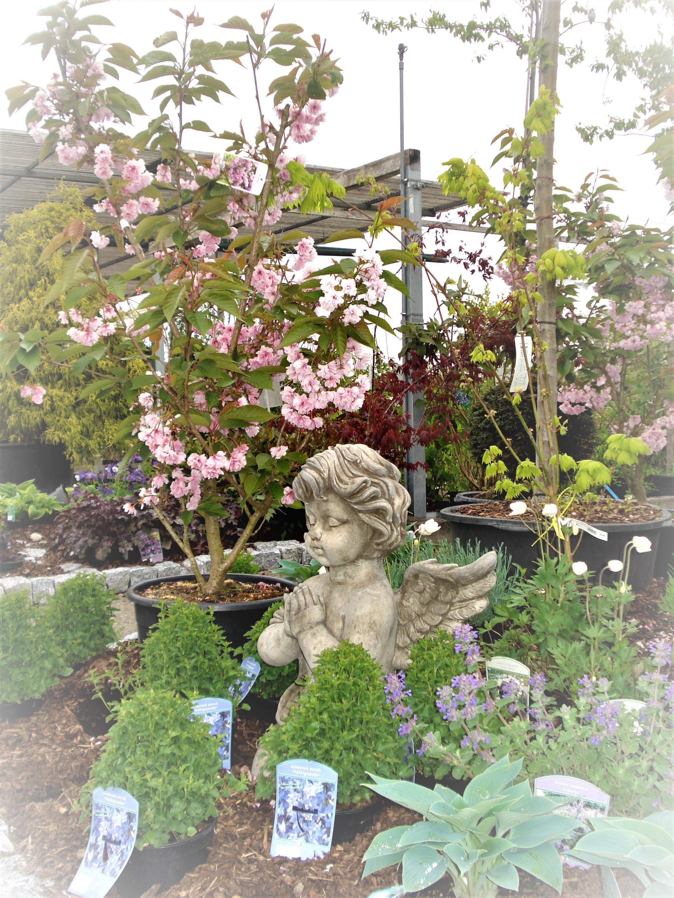 Bild 7 Martin Bayer GbR Garten- und Landschaftsbau, Pflanzenvermietung und Martin Bayer Baumschule in Haar