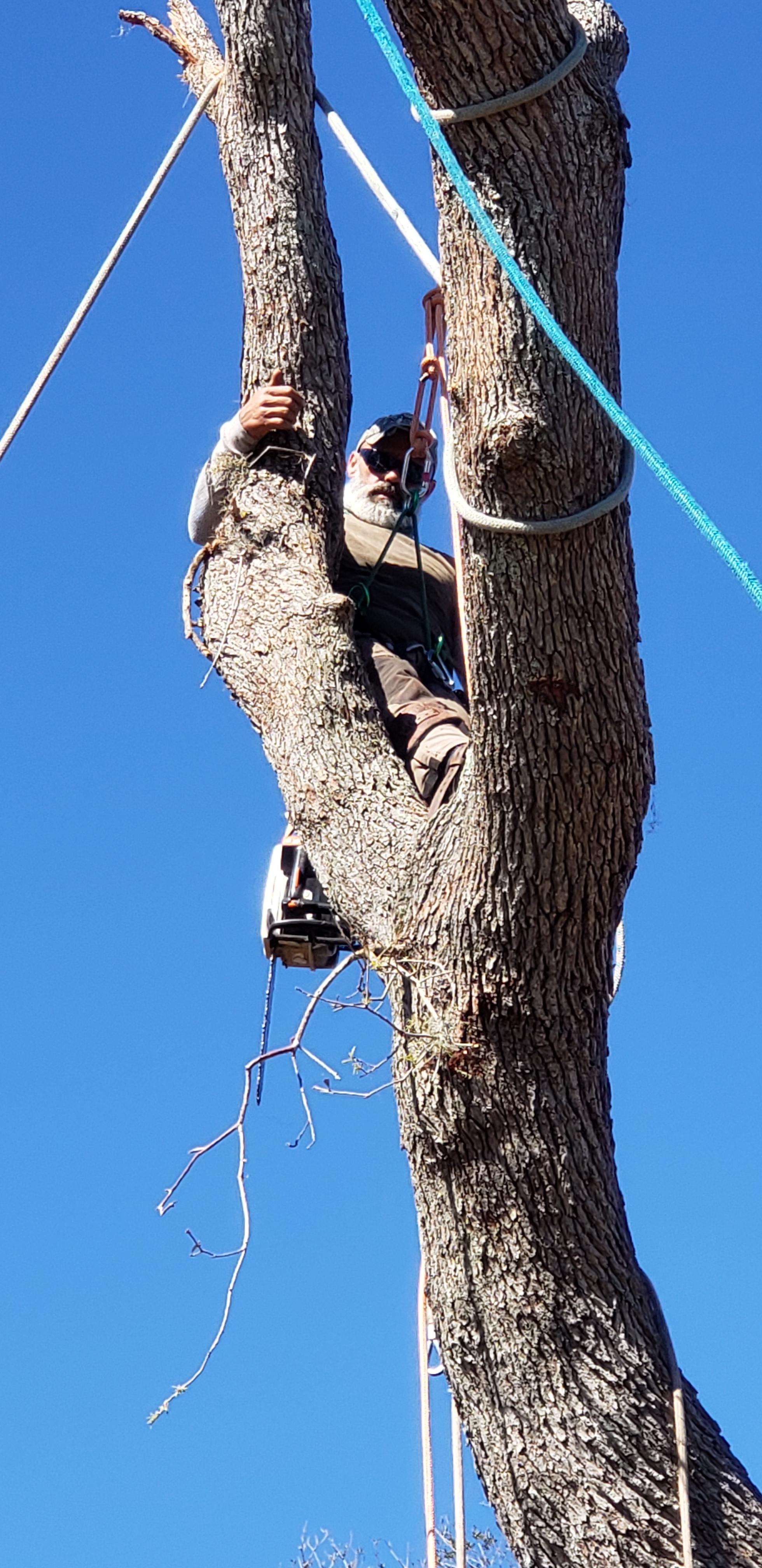 Mikey's Tree Service Photo