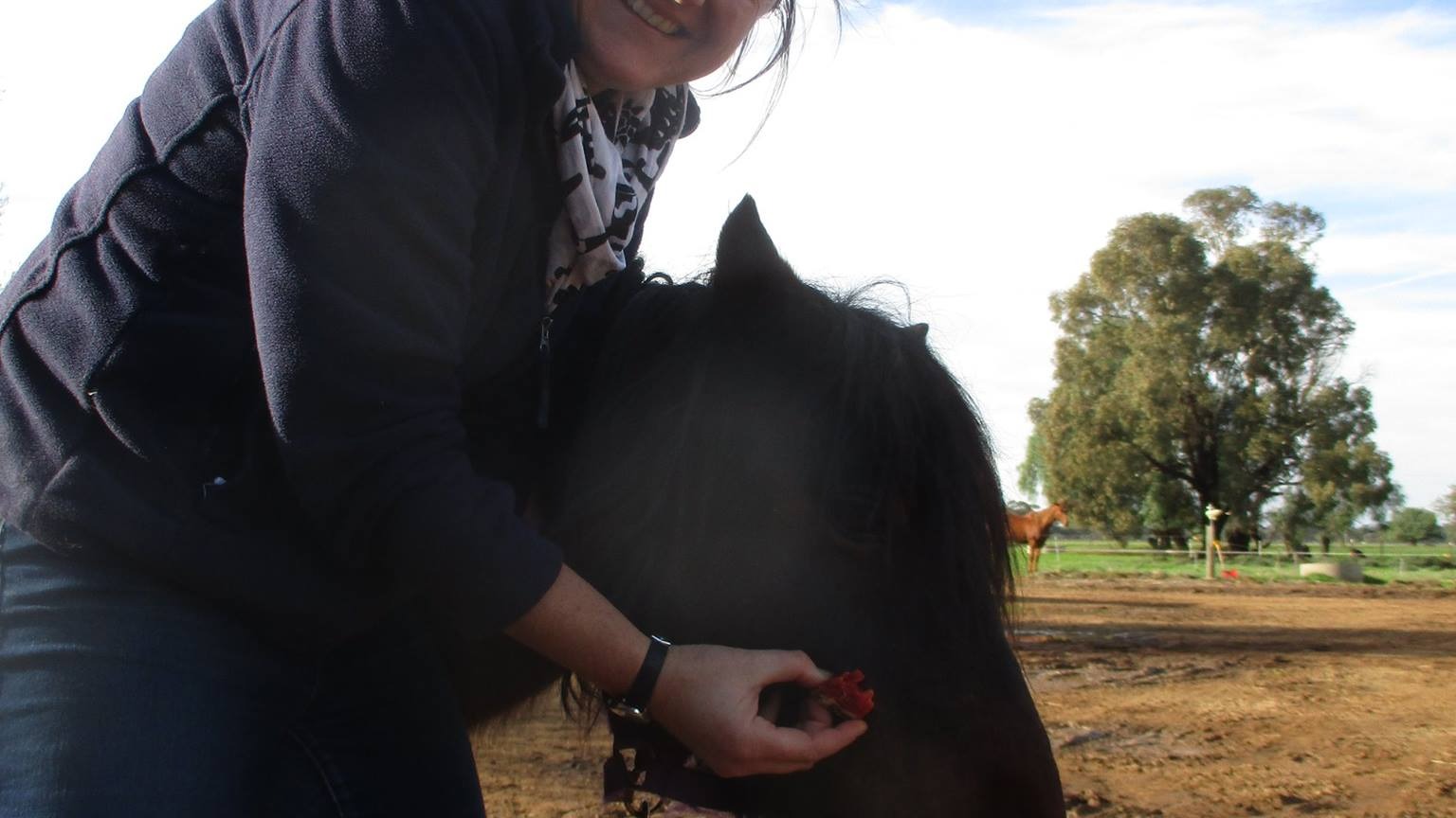 Images Murray Valley Equine Dental Vet
