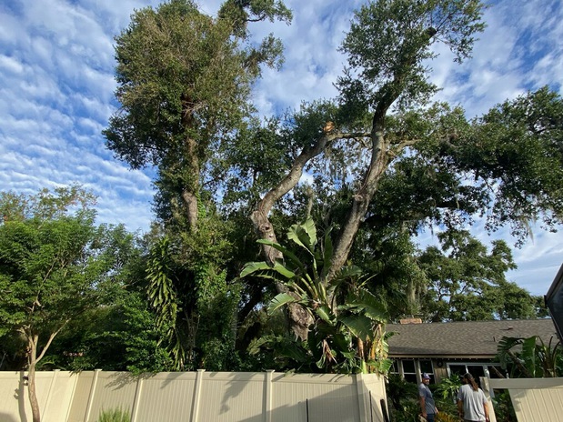Images Redwine's Tree Service LLC