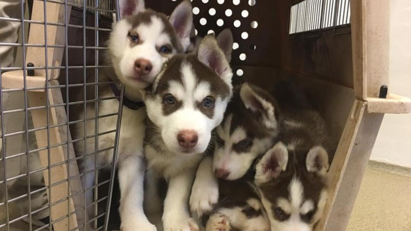 Images Vestjyske Dyrlæger ApS