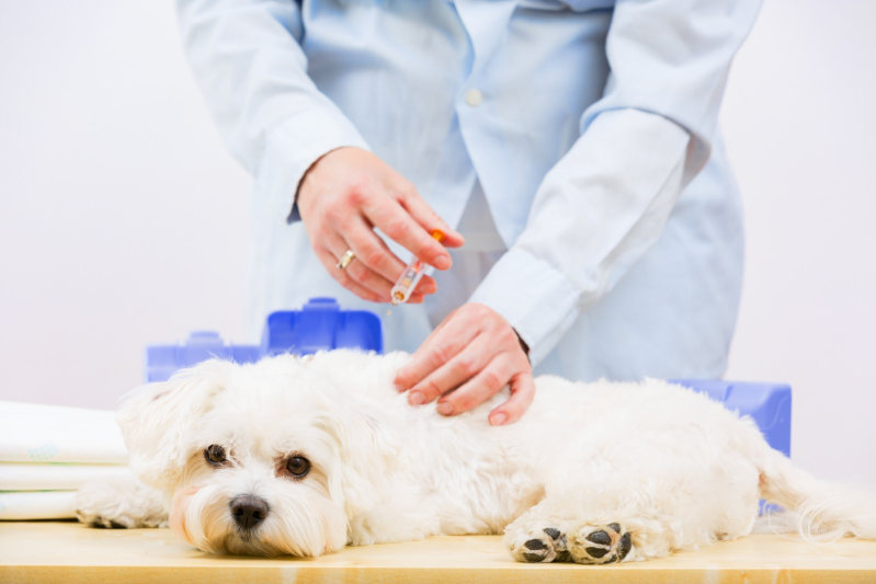 Images Clinica Veterinaria Associata dei Dottori Pieragostini & Petroni