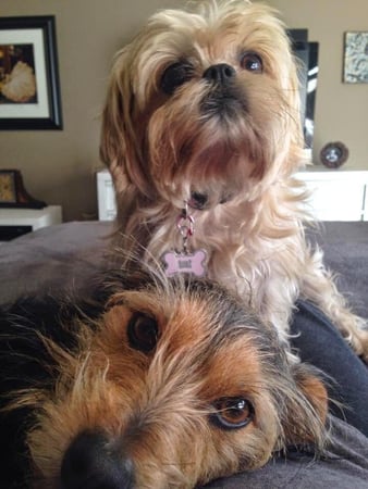 Images Del Mar Doggers dog walking, dog sitting, overnight stays