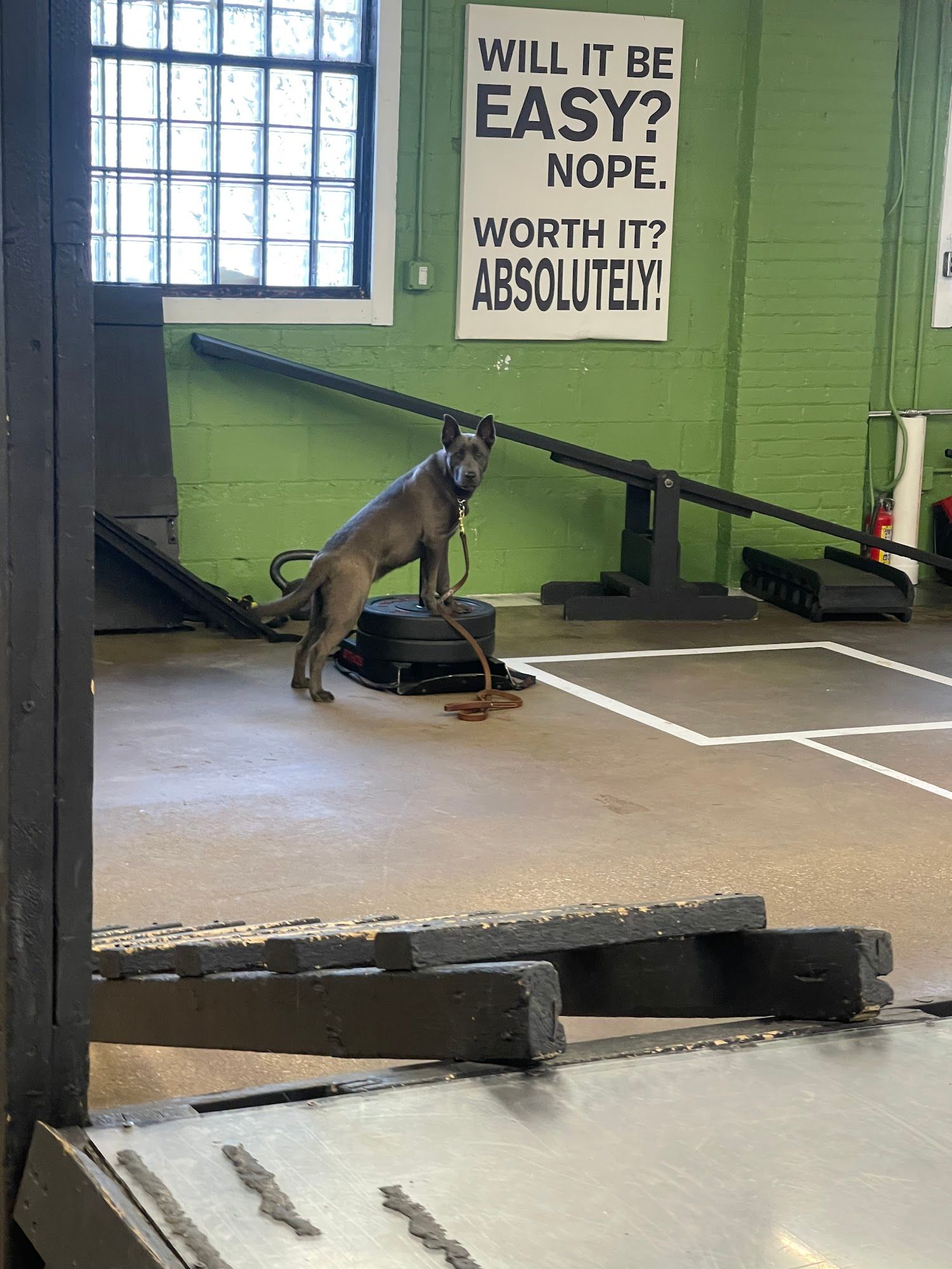 A gray dog stands on a raised training platform inside an indoor dog training facility with ramps and obstacles. A motivational wall sign and large window appear behind the dog.