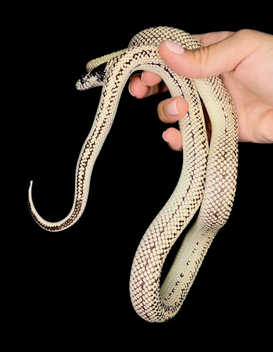 Images Cold Blooded Kingdom