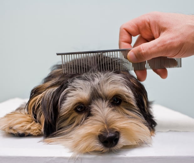 Images San Diego Grooming Academy