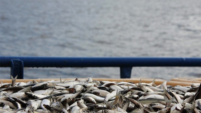 Images Guldhaven Pelagiska AB