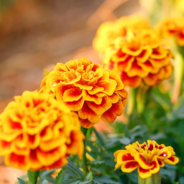 Images DBG Flowers - Boynton Beach
