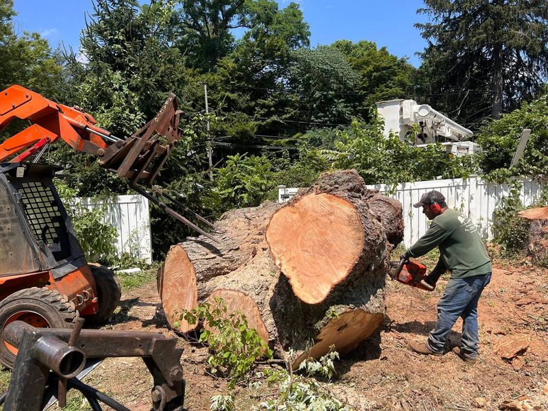 Images Any Cut Tree Service