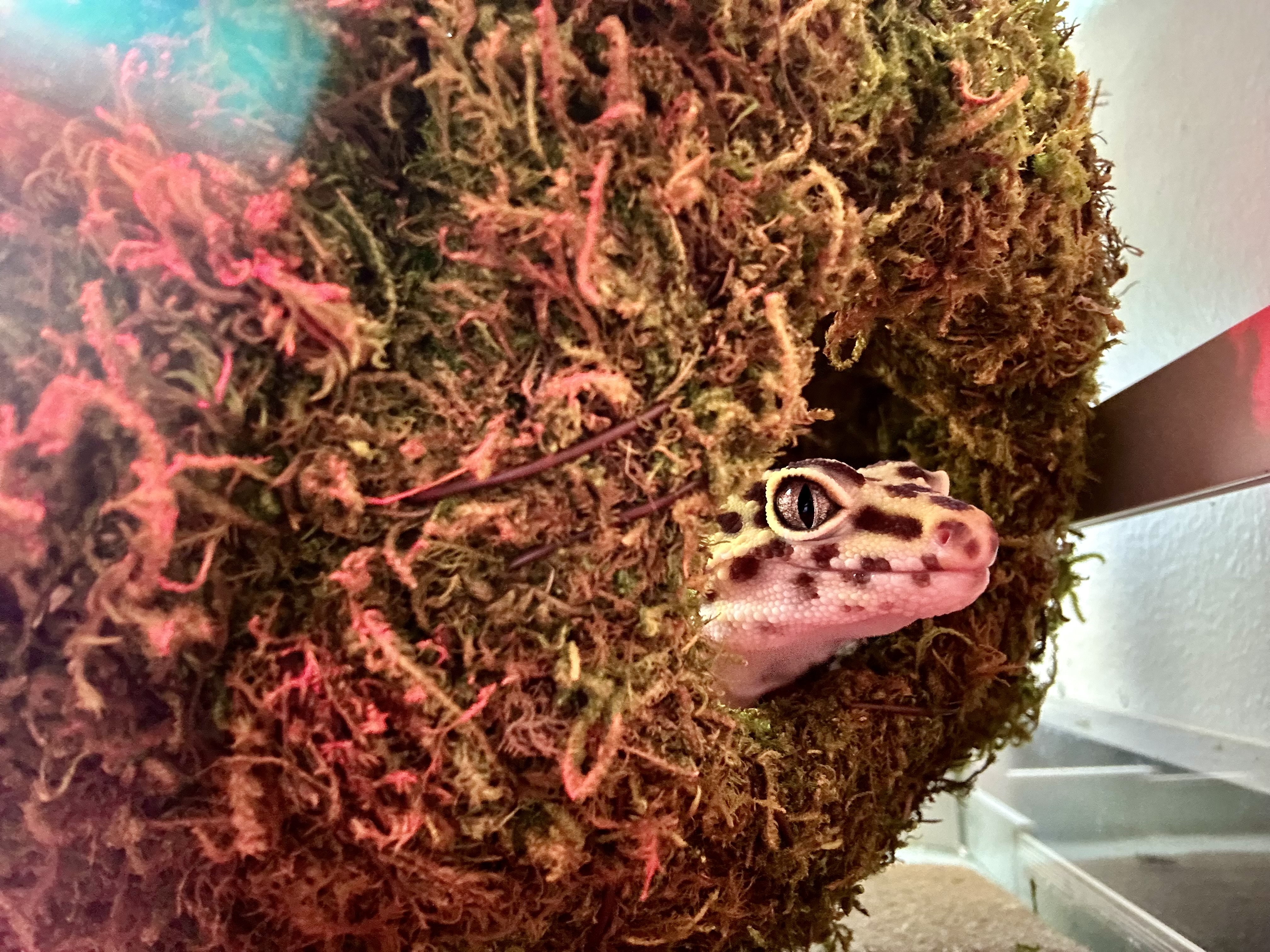 Meet Eleanor, the resident gecko at CityVet | Carmel! She belongs to clinic owner Dr. Stephanie Beeson and is a favorite among the team.