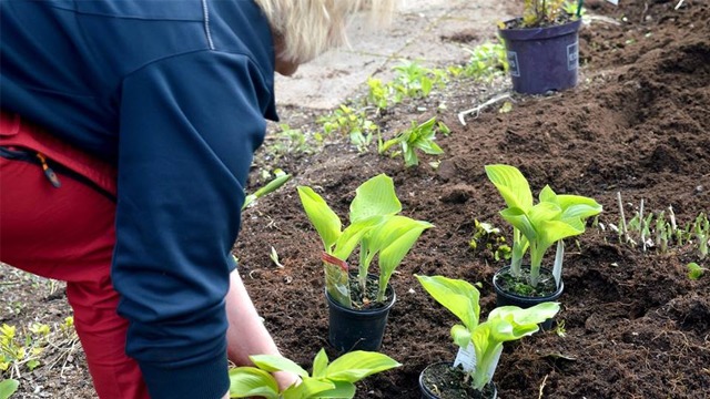 Images Piteå Handel & Trädgård AB
