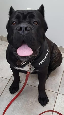 Images Bull Creek Veterinary Service