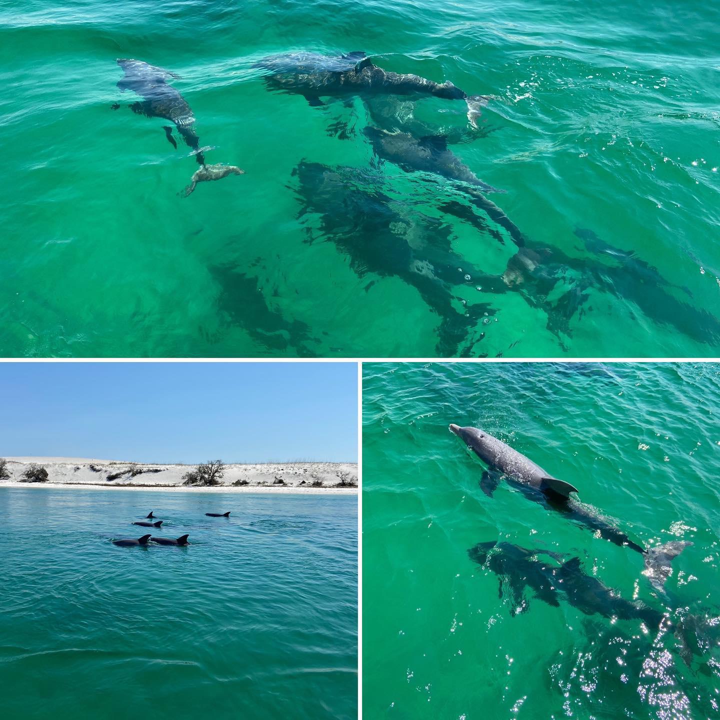 Jolly Sailing dolphin cruise on Pensacola Beach!