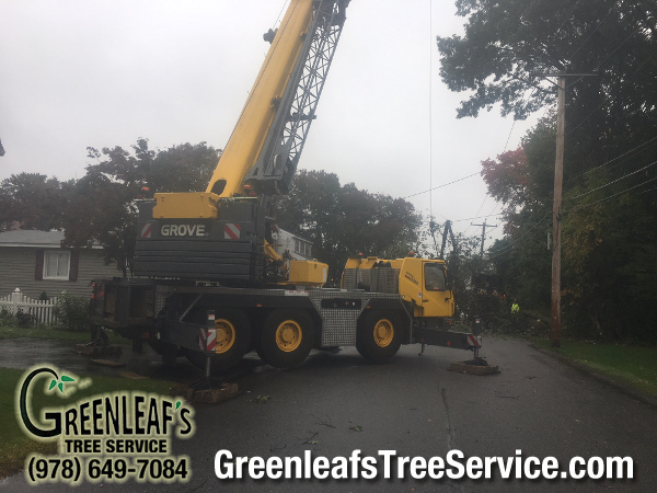 Greenleaf's Tree Service Photo