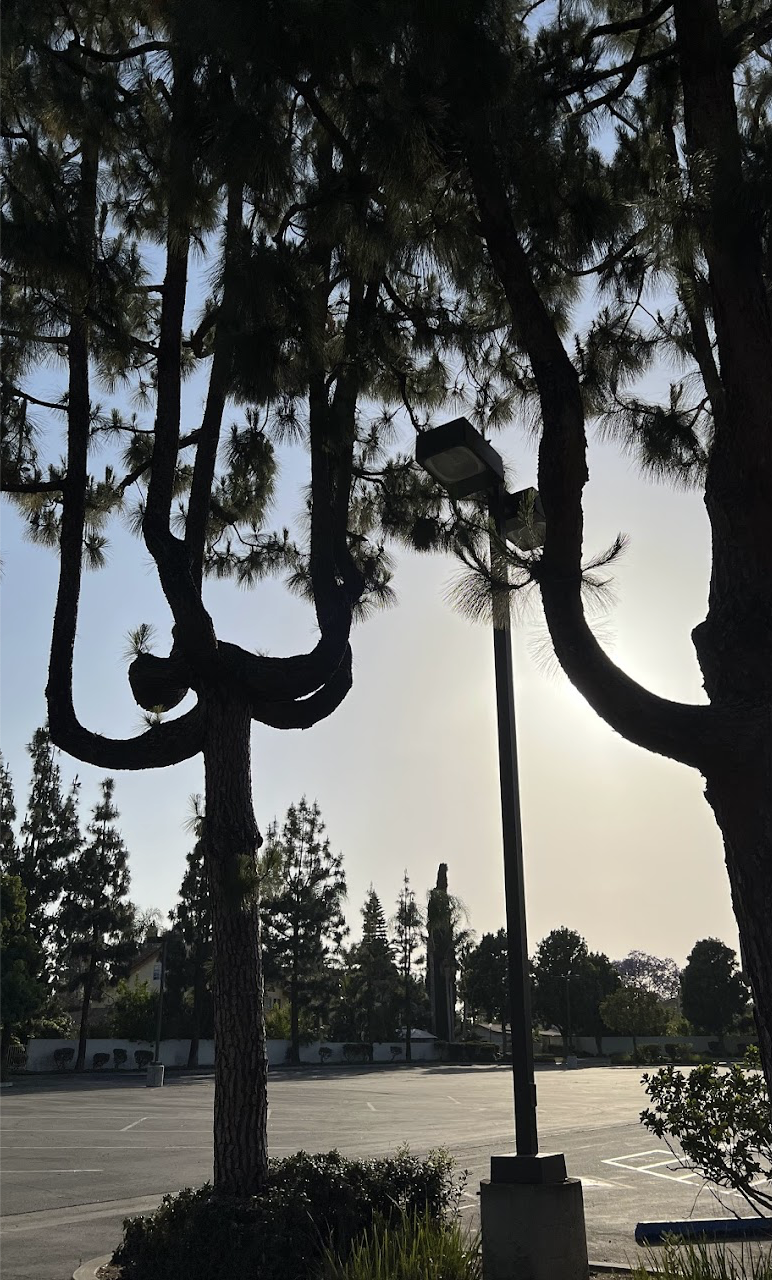 The Church of Jesus Christ of Latter-day Saints Image