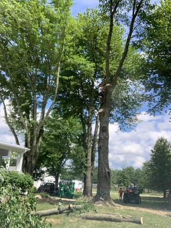 Images Sunbury Tree Care