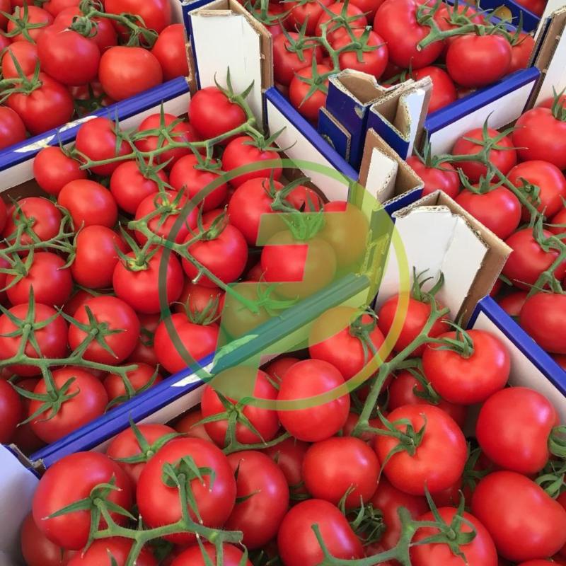 Images Patti Food Ingrosso Alimentare