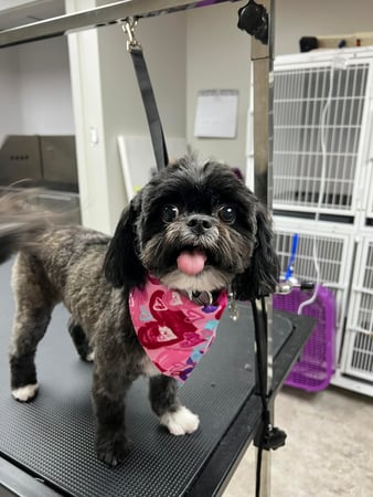 Images Megnificent Pet Grooming