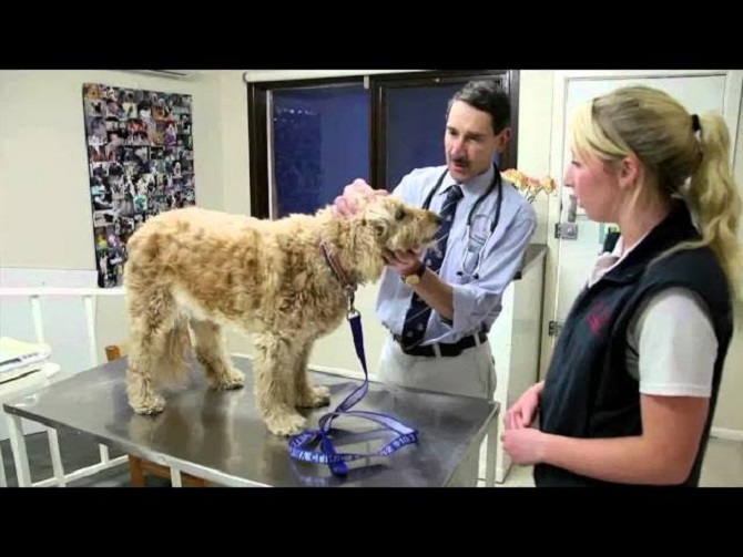 Images Glenvale Veterinary Clinic