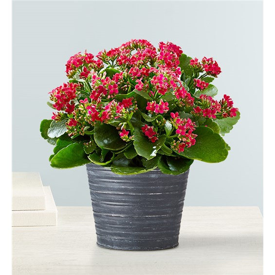 Put the bright spot in somebody’s day with our cheerful kalanchoe plant. Long-lasting and easy-to-care for, this tropical succulent features full, shiny leaves and tiny blooms, bringing color and style to any space. Kalanchoe plant arrives budding and ready to bloom Plant color and container may vary based on availability Measures overall approximately 6"H