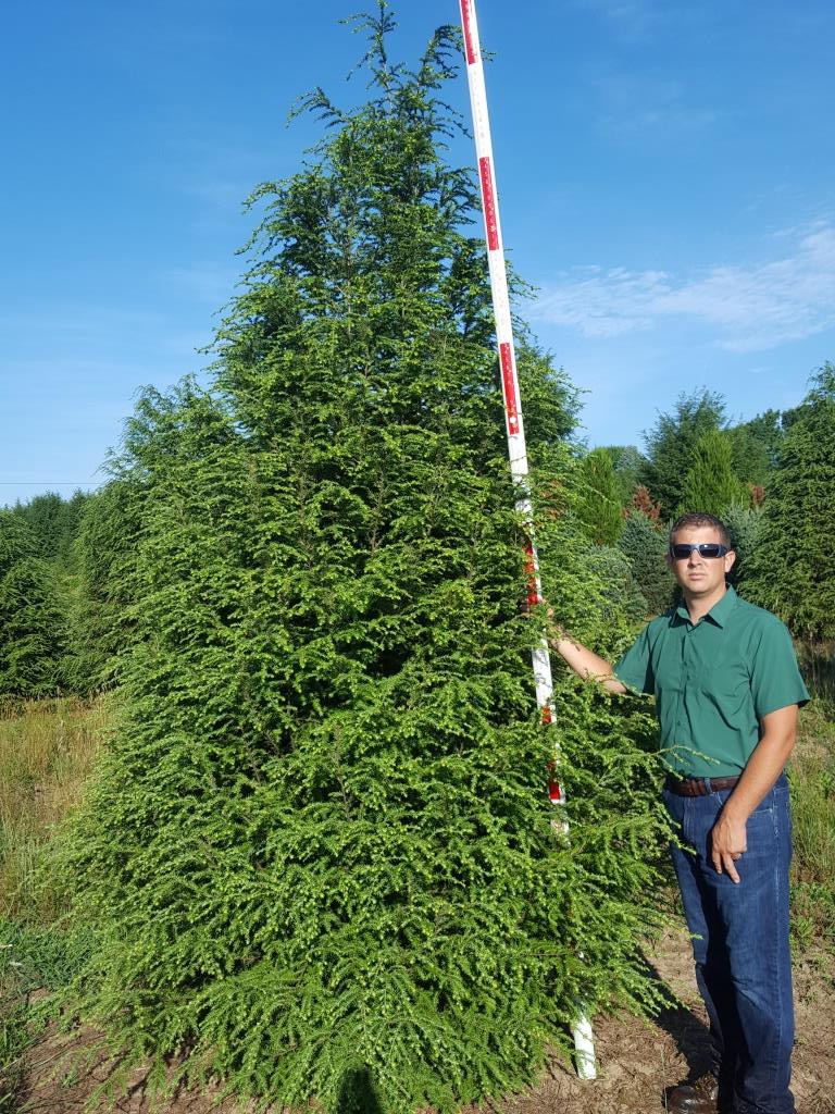 removal tree trimming j's and Inc,  Erie (PA) & J's A Pennsylvania LocalDatabase.com