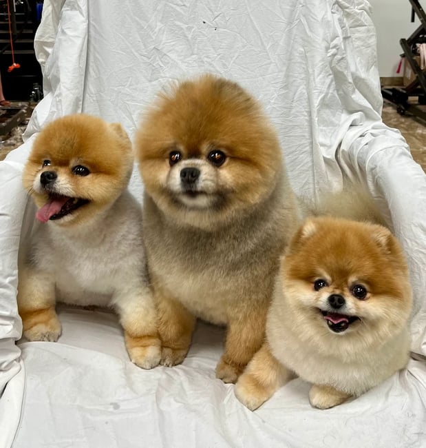 Images The Vintage Groomer