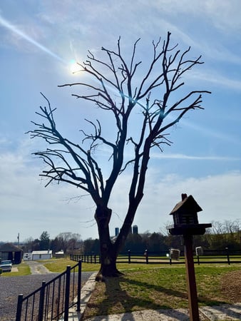 Images Y & VA TREE SERVICES LLC