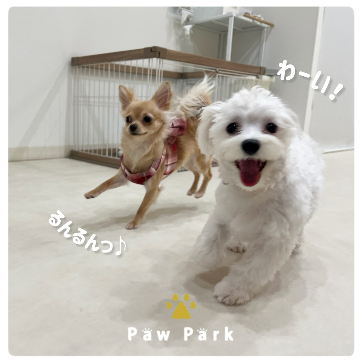 Images PawPark 犬のようちえん 高槻店