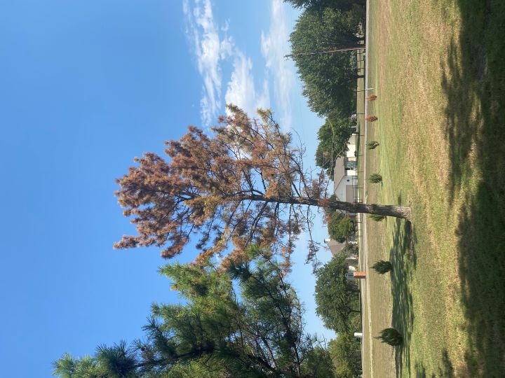 A Lot 4 Less Tree Service Logo