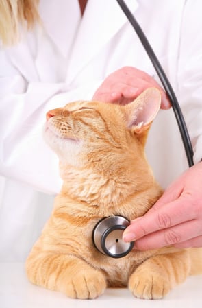 Images Acorn Lake Veterinary Service