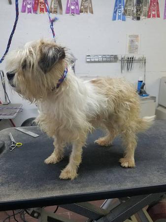 Images Happy Tails Groom & Board