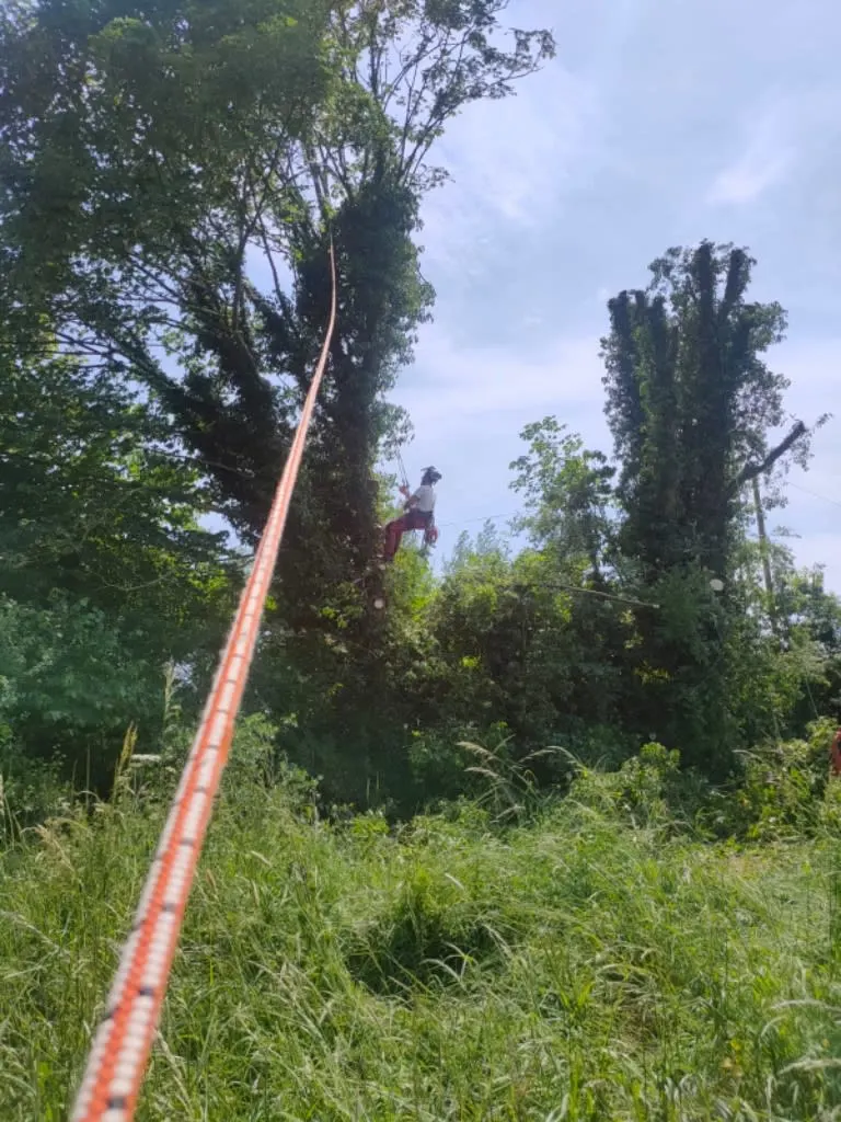 Images Wincanton Tree Care